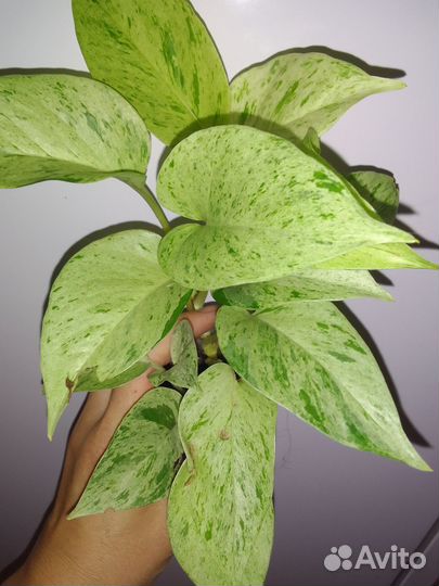 Сциндапсусы, Фикусы (ампел) -лианы