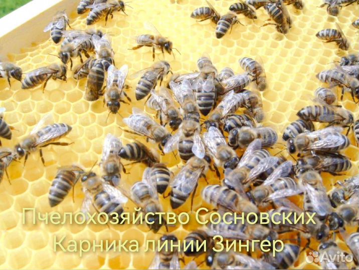 Пчелопакеты Карника 2025