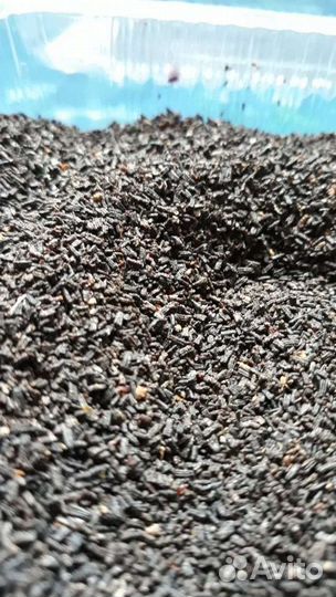 Пжвм восковая моль