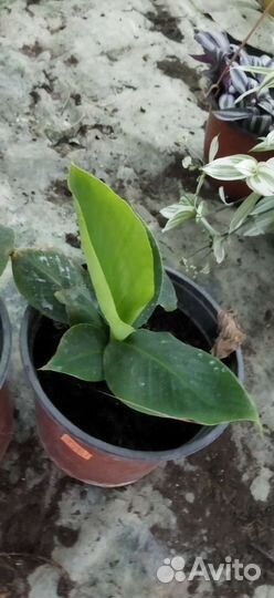 Банановая пальма