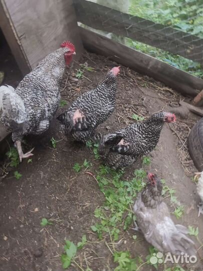 Мехеленская кукушка семья 6+1