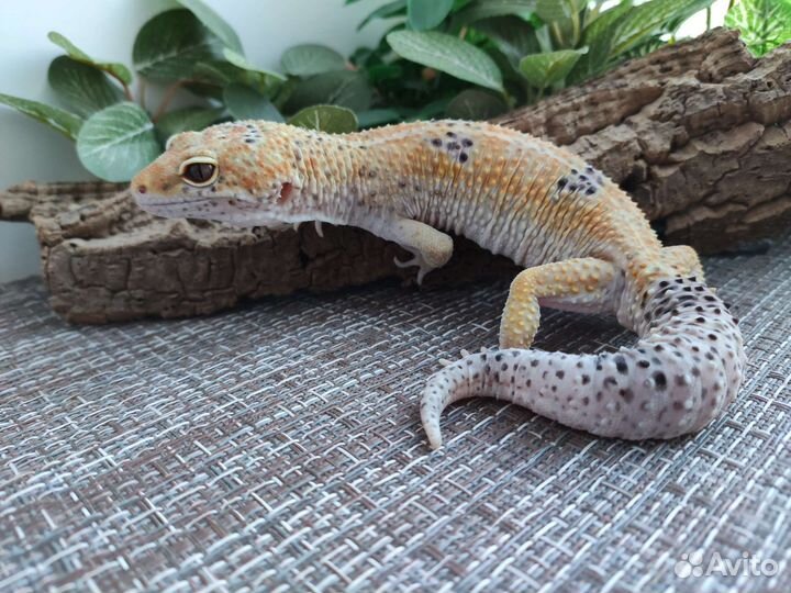 Эублефар, геккон, ящерица