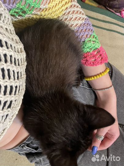 Котенок мальчик в добрые руки