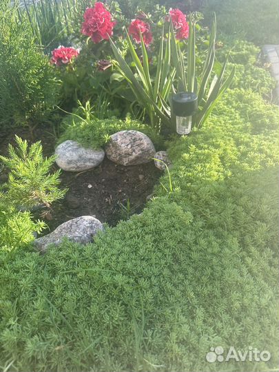 Очиток испанский