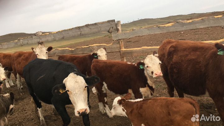 Телки 7-8 месяцев