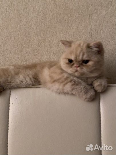 Котята экзоты