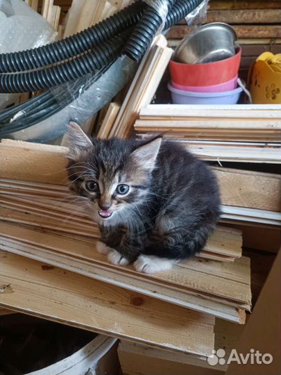 Котята в добрые руки бесплатно