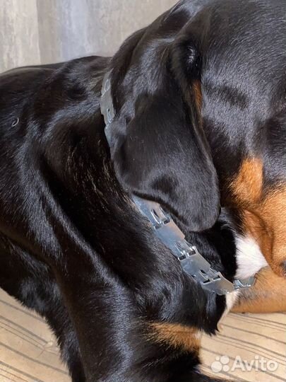 Шлейка для большой собаки, строгий ошейник