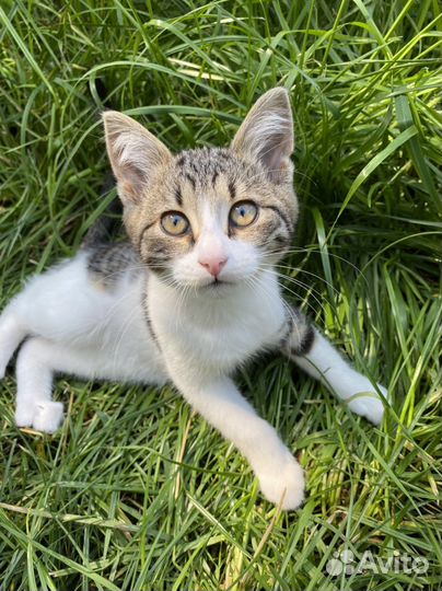 Котенок 3 мес