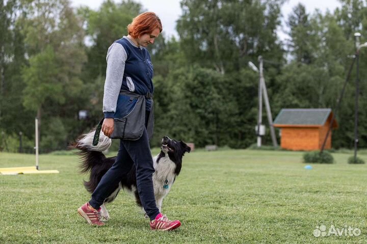 Передержка, кинолог, зоопсихолог