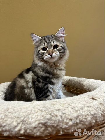 Продам породистых сибирских котят объявление продам