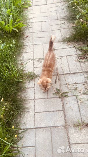 Рыжий котенок мальчик