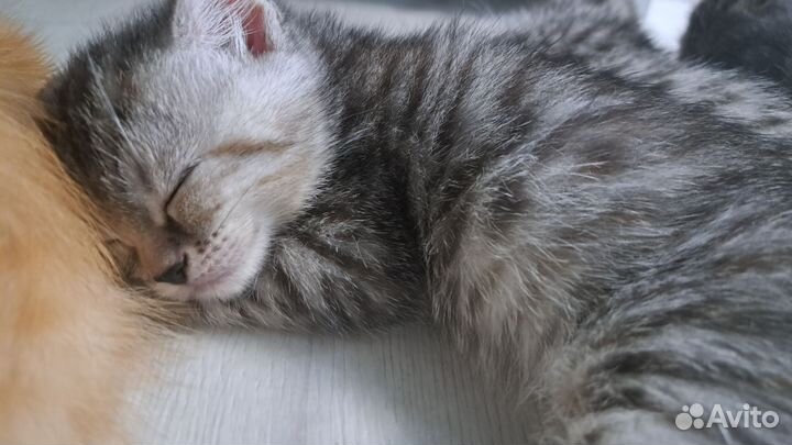 Шатланские котята