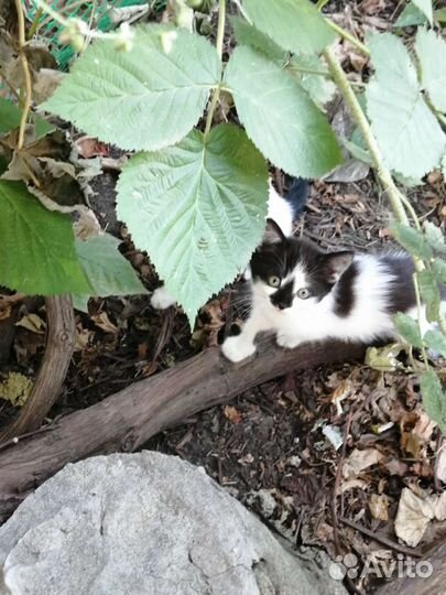 Котята в добрые руки бесплатно