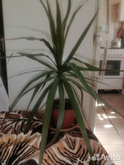 Пальма драцена