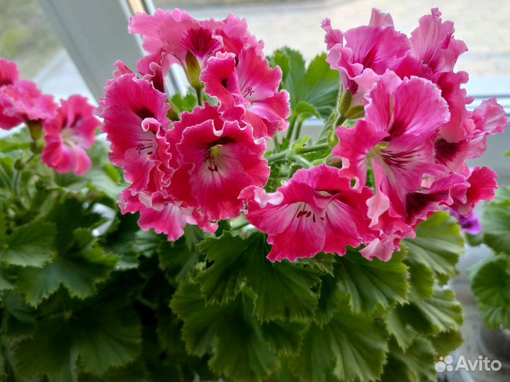 Пеларгония герань королевская