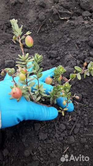 Саженцы плодово ягодных культур