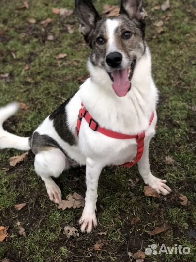 Передержка животных. Детский сад для животных