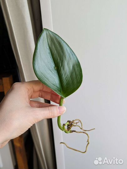 Сциндапсусы