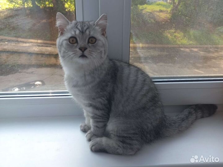 Британские котик