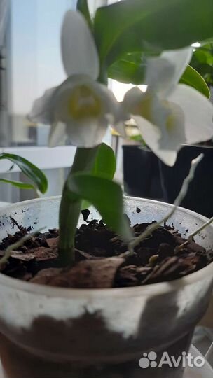 Дендробиум