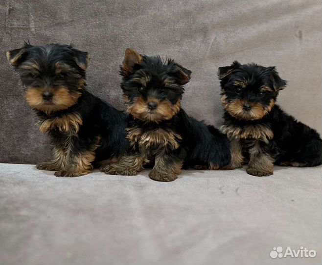 Йоркширский терьер мини беби фейс