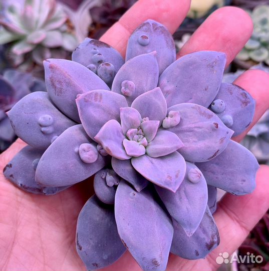 Graptopetalum superbum monstrose