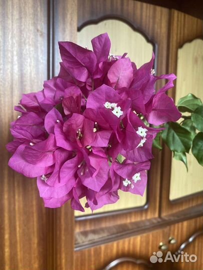 Бугенвилия