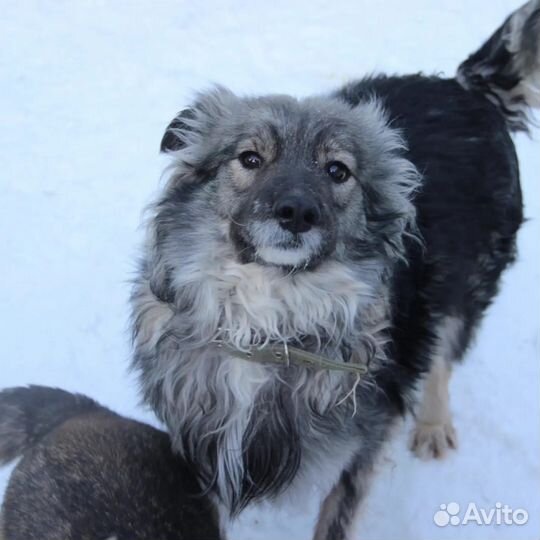 Пёсик