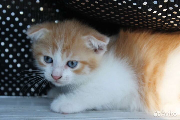 Вислоухие котята