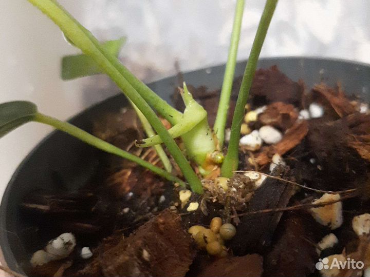 Антуриум Лили