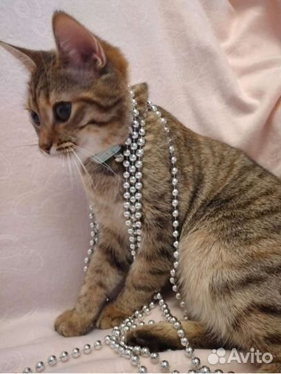 Кошка Жанна 7 месяцев,лоток отлично, ласковая, сте