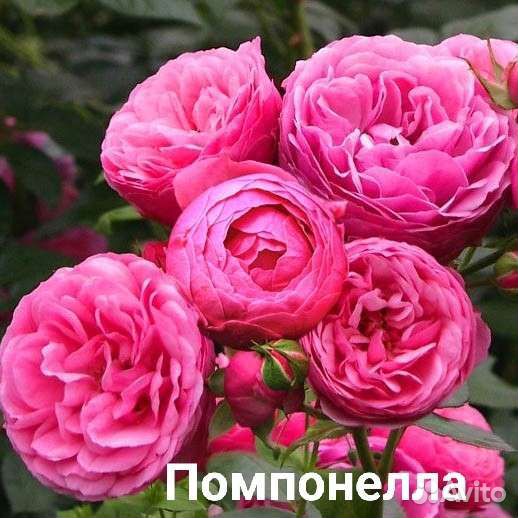 Саженцы роз