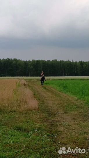 Верховая езда