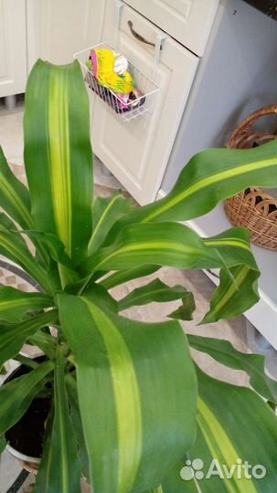 Пальма драцена вариегатная