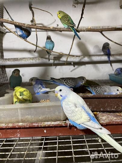 Волнистый попугай