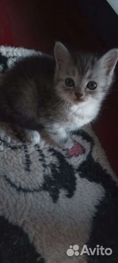 Кошки бесплатно