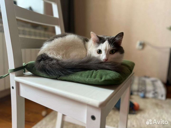 Кот вашей мечты