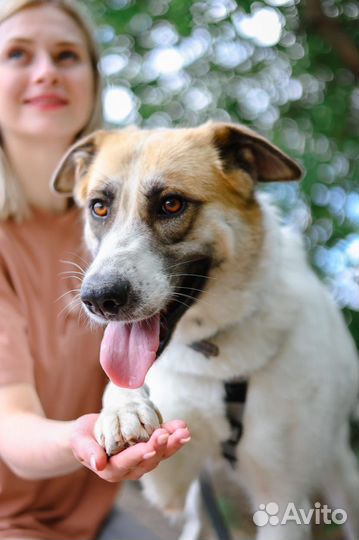 Чудесная ласковая Скарлетт из приюта ищет хозяина