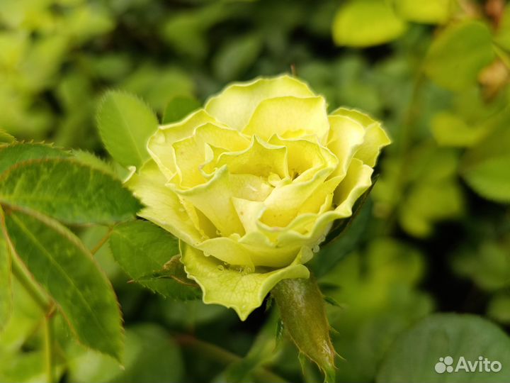 Саженцы роз