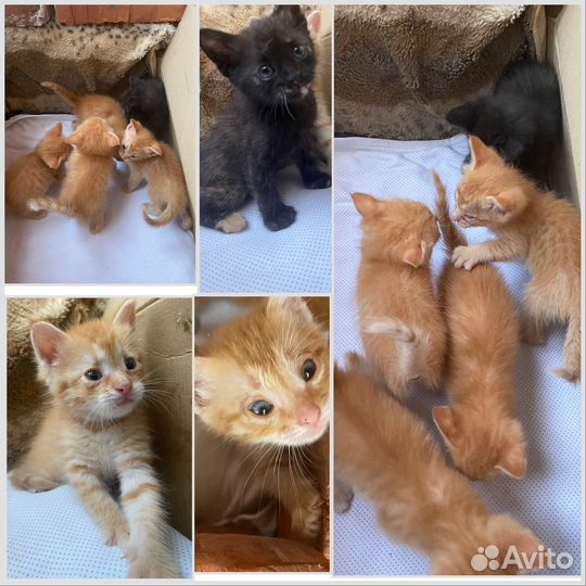 Котята в добрые руки бесплатно