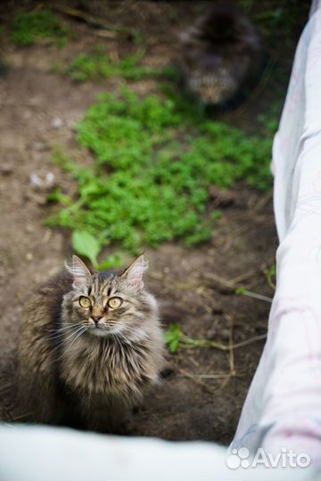Кошка, 4 года