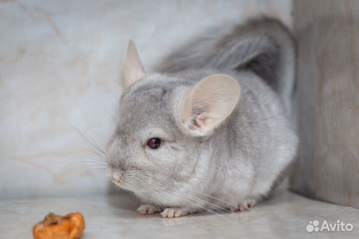 Шиншиллы из домашнего питомника