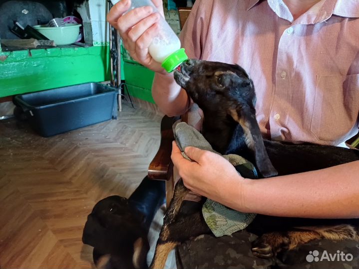 Англо нубийский козлик