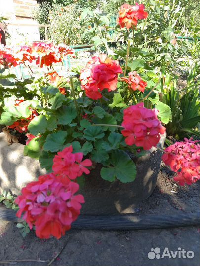 Герань пеларгония