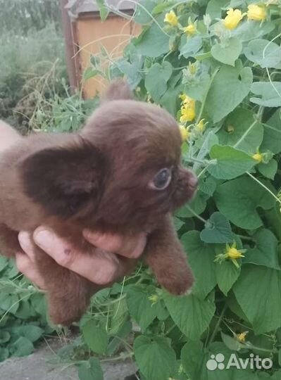 Мини мальЧих