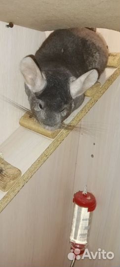 Шиншила мальчик 1 годик