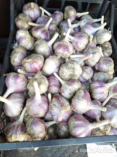 Чеснок 10кг