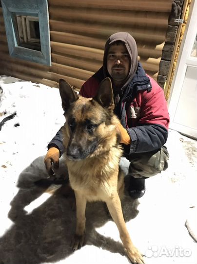 Немецкая овчарка вязка
