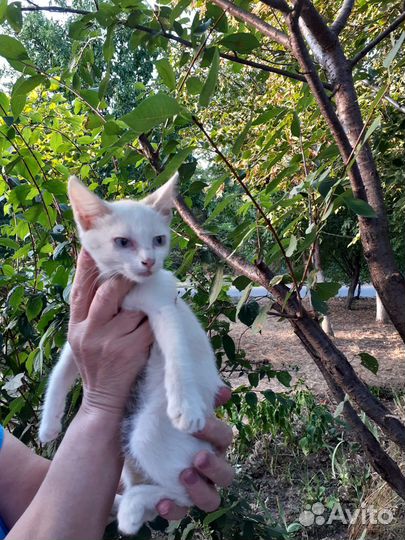Котики бесплатно